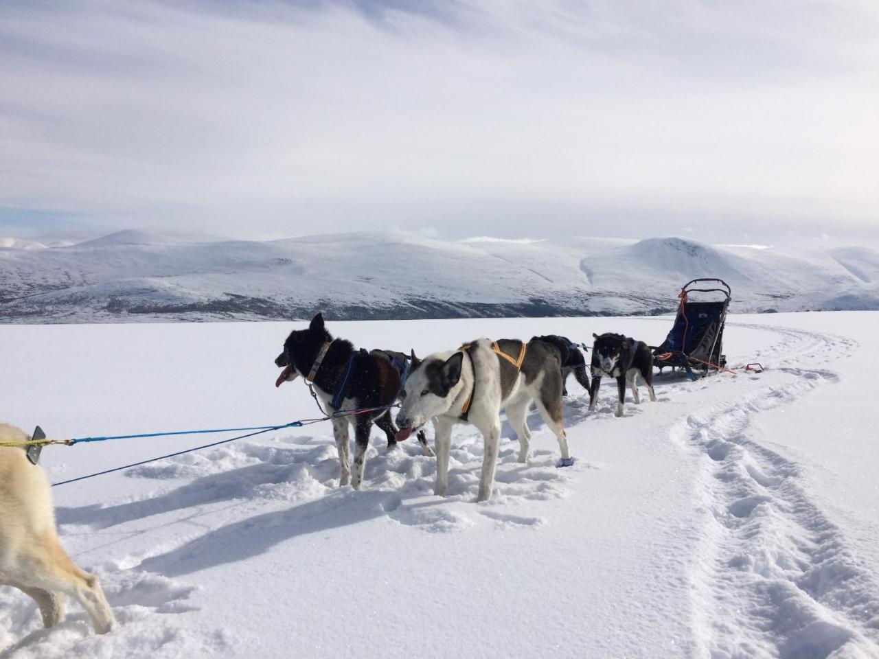 Jotunheimen Husky Lodge Randsverk Exterior foto